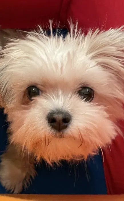 Country Hills Animal Clinic Picture 9