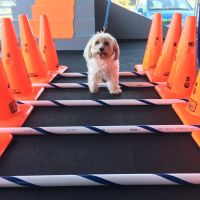 Beach Animal Rehabilitation ico