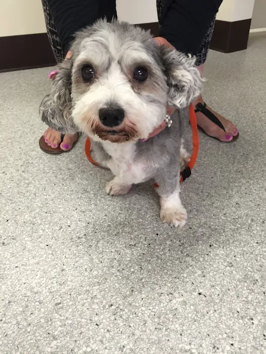 Animal Dermatology Clinic Picture 1