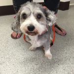 Animal Dermatology Clinic
