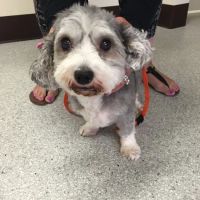 Animal Dermatology Clinic ico