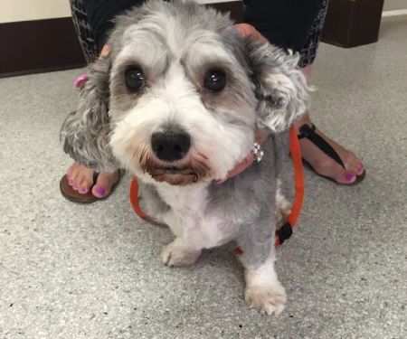 Animal Dermatology Clinic
