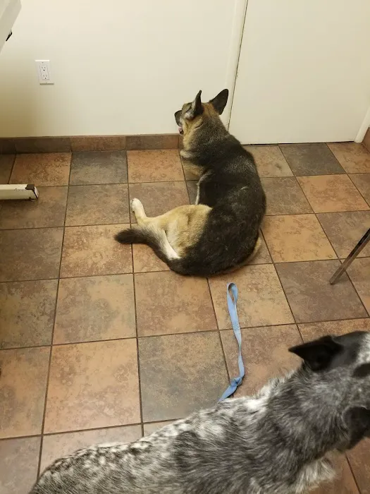 Bay Cities Pet Hospital Picture 1