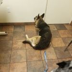 Bay Cities Pet Hospital