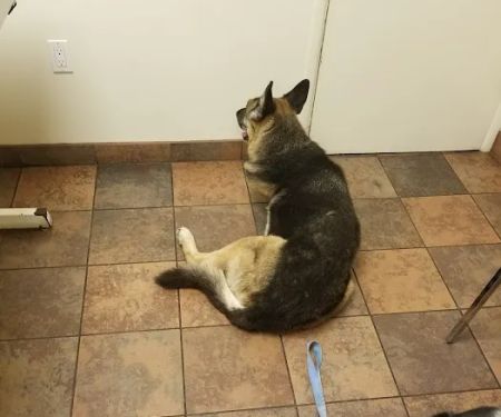 Bay Cities Pet Hospital