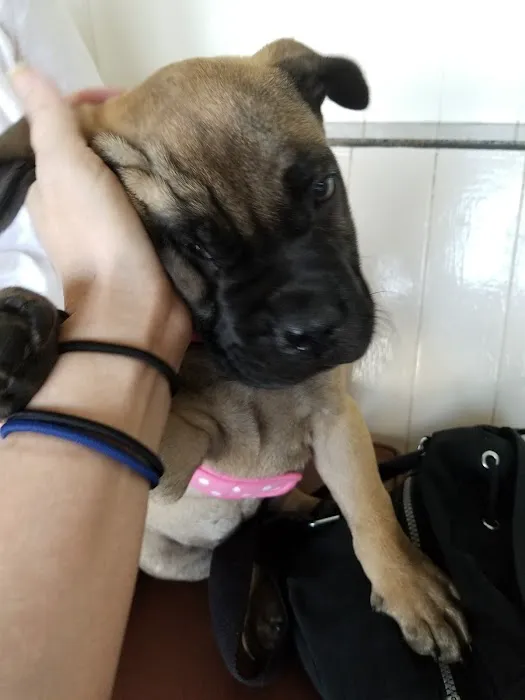 Bay Cities Pet Hospital Picture 2