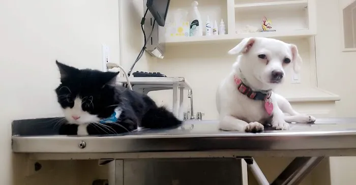 Bay Cities Pet Hospital Picture 6