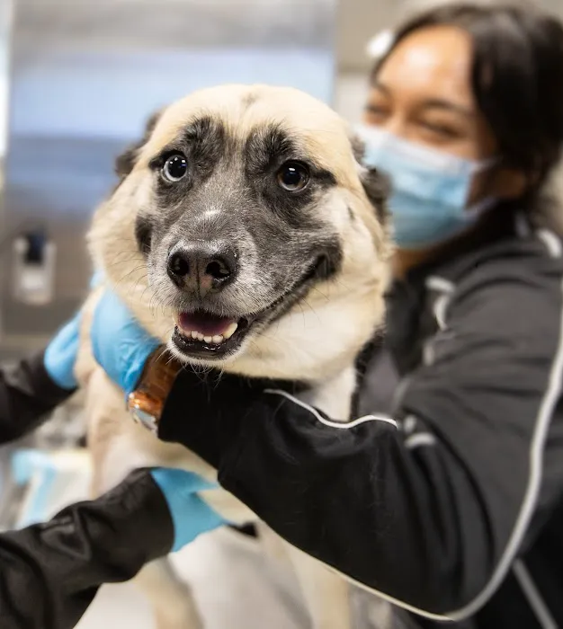 Bay Cities Pet Hospital Picture 10