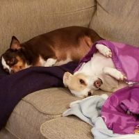 VCA Clarmar Animal Hospital ico