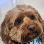 Redwood Animal Hospital