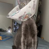 Laguna Vista Veterinary Center ico