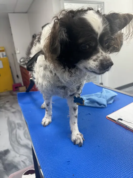Laguna Vista Veterinary Center Picture 5