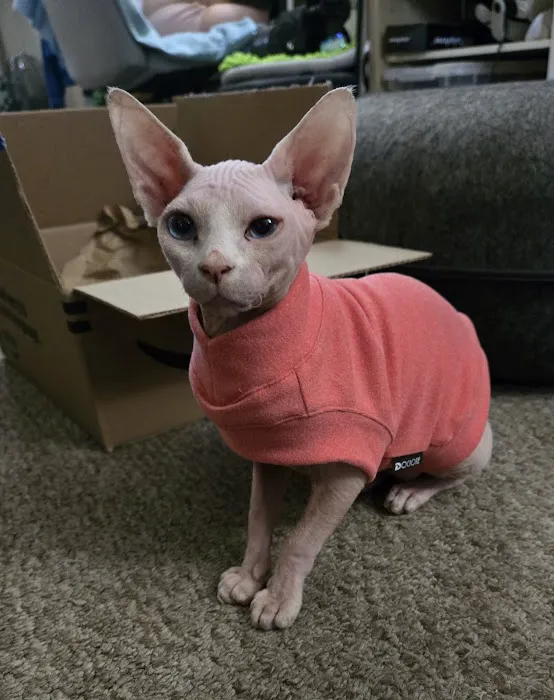 Laguna Vista Veterinary Center Picture 4