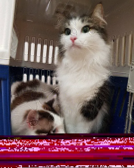 Lomita Pet Hospital Picture 7