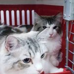Lomita Pet Hospital