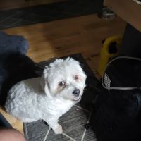 Western Veterinary Group ico