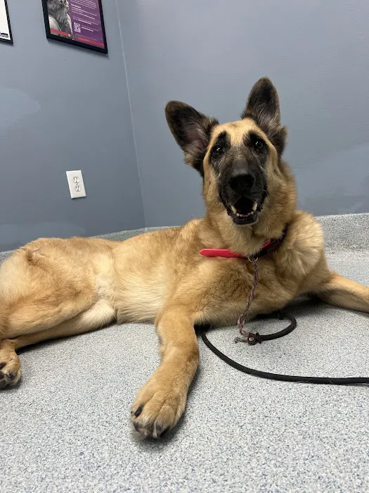 Plaza Del Amo Animal Hospital & Pet Keeper Picture 1