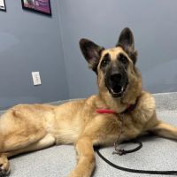 Plaza Del Amo Animal Hospital & Pet Keeper ico