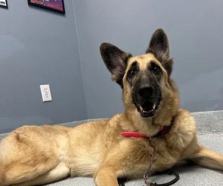 Plaza Del Amo Animal Hospital & Pet Keeper