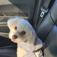 Banfield Pet Hospital ico