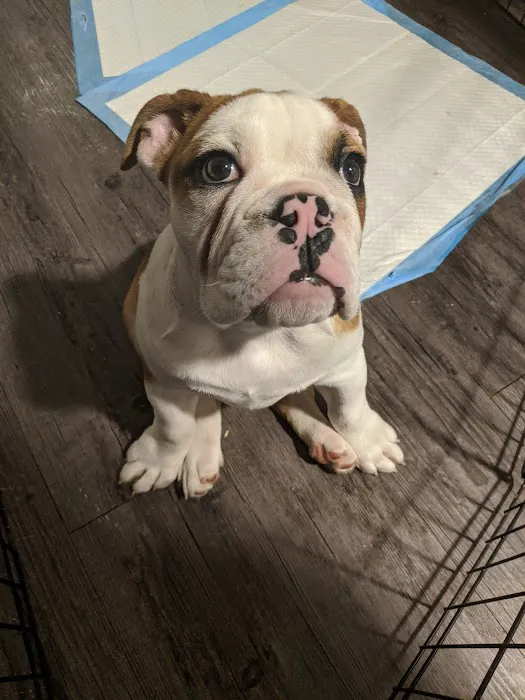 Banfield Pet Hospital Picture 8