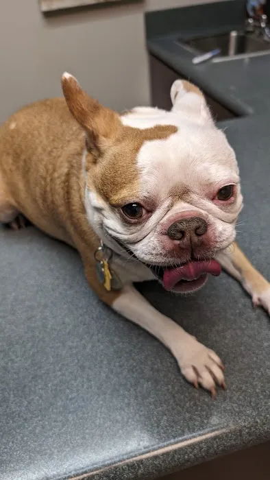 VCA Pacific Veterinary Center Picture 6