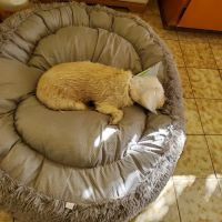 Anaheim Animal Care & Pet Hospital ico