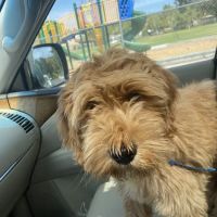 Airport Animal Hospital ico