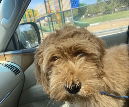Airport Animal Hospital