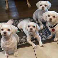 Fullerton Regional Veterinary Hospital ico