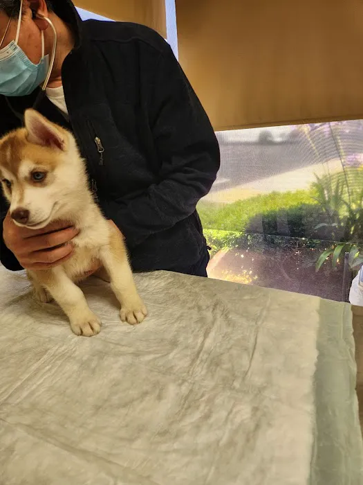 Petra Pet Clinic Picture 6
