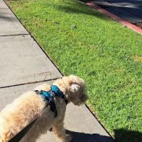 Petra Pet Clinic ico
