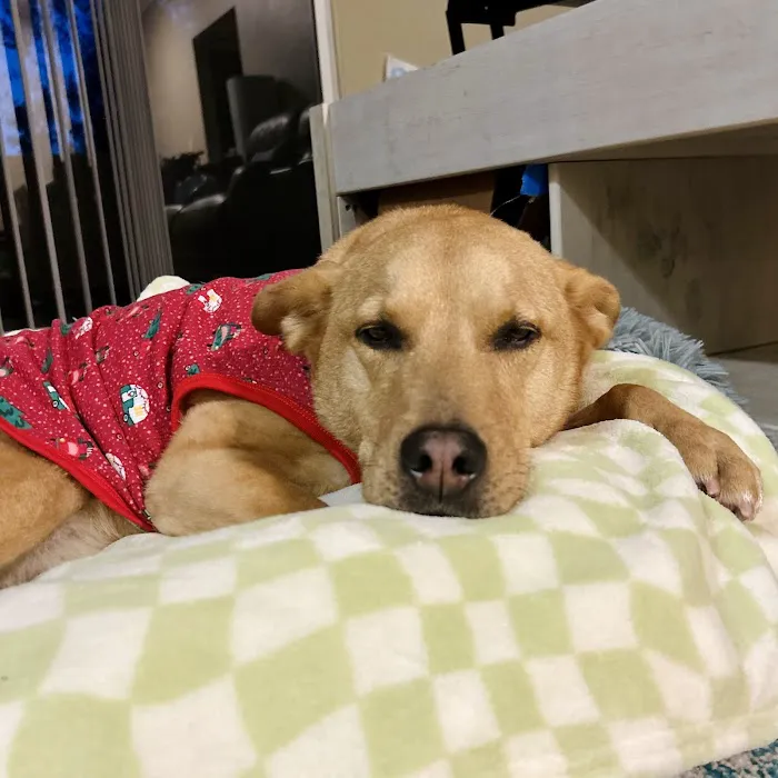 Oasis Pet Clinic Picture 8