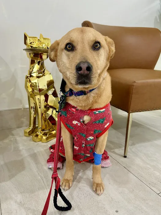 Oasis Pet Clinic Picture 7
