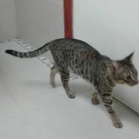 The Animal Doctors of Anaheim (Formerly La Palma Veterinary Hospital) ico