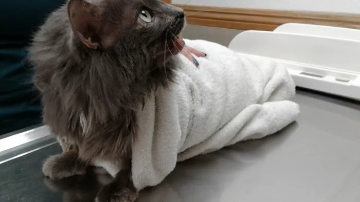 The Animal Doctors of Anaheim (Formerly La Palma Veterinary Hospital) Picture 6