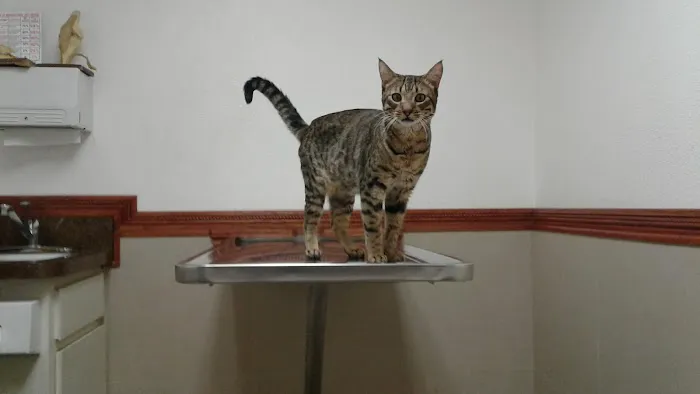 The Animal Doctors of Anaheim (Formerly La Palma Veterinary Hospital) Picture 2