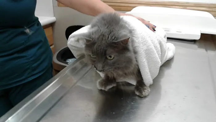 The Animal Doctors of Anaheim (Formerly La Palma Veterinary Hospital) Picture 3