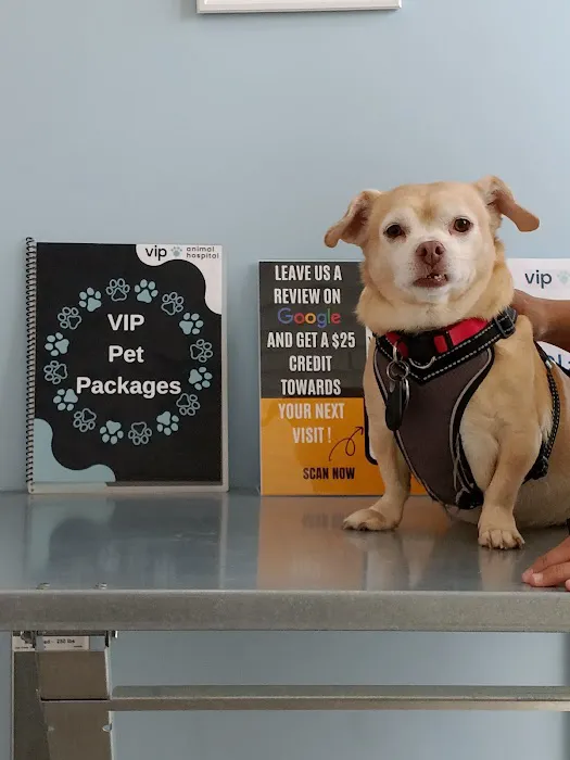 VIP Animal Hospital Picture 4
