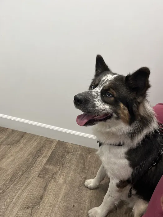 VIP Animal Hospital Picture 9