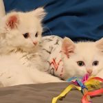 VIP Animal Hospital