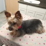 University Veterinary Center