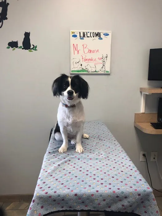 University Veterinary Center Picture 5