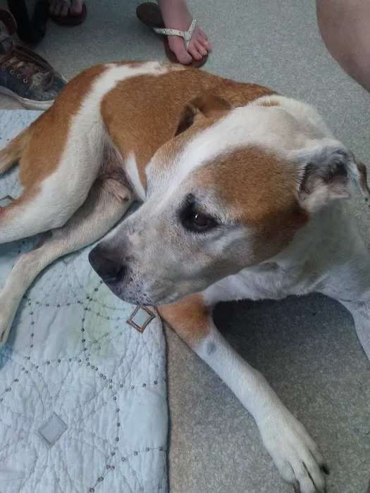 Boulevard Animal Hospital Picture 10