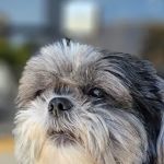 Boulevard Animal Hospital