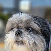 Boulevard Animal Hospital ico