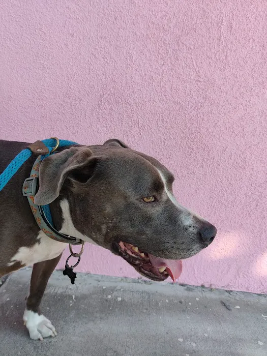 Boulevard Animal Hospital Picture 9
