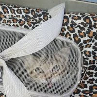 Brookhaven Pet Hospital ico