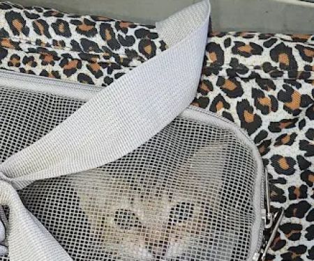 Brookhaven Pet Hospital