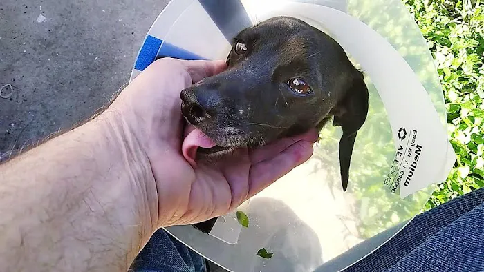 Beechcrest Animal Clinic Picture 1